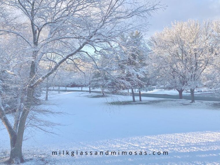 Snowy trees in New Jersey